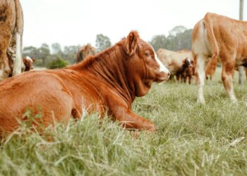 A brown cow rests in a grassy field.