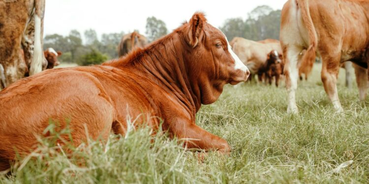 A brown cow rests in a grassy field.