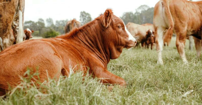 Graisses animales de qualité : un rôle physiologique souvent méconnu