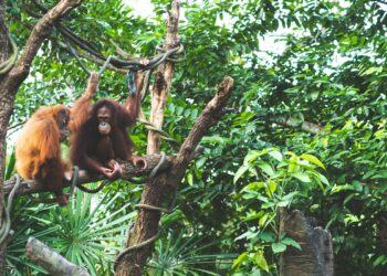 An oranguel hanging from a tree in a forest