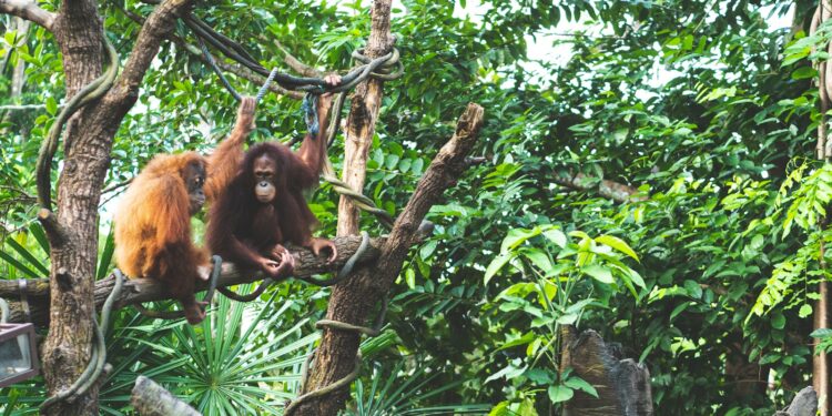 An oranguel hanging from a tree in a forest