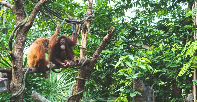 Les orangs-outans : un modèle naturel de gestion métabolique face aux variations alimentaires