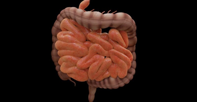 Les enzymes digestives : gardiennes silencieuses de l’assimilation et de l’équilibre intestinal
