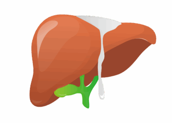 liver, anatomy, body part, medical, science, cut out, liver, liver, liver, liver, liver
