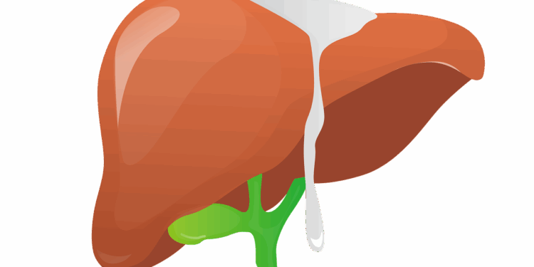 liver, anatomy, body part, medical, science, cut out, liver, liver, liver, liver, liver