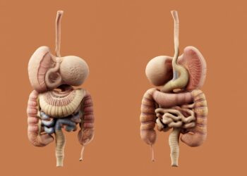 A detailed diagram of the human digestive system.
