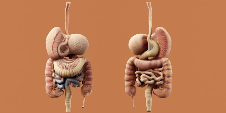 A detailed diagram of the human digestive system.