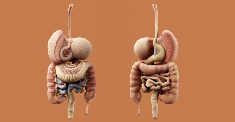La porosité intestinale : la porte d’entrée silencieuse de l’inflammation systémique et des maladies auto-immunes