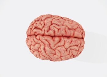 a close up of a human brain on a white background