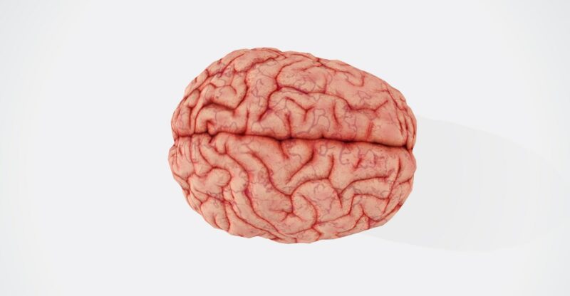 Le cerveau est fait de graisses : sans lipides de qualité, pas de mémoire, pas d’équilibre émotionnel