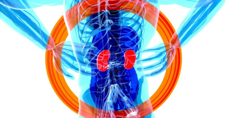 Le cortisol : entre survie et destruction silencieuse