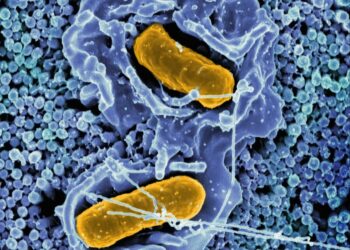 a cell with two yellow cells inside of it
