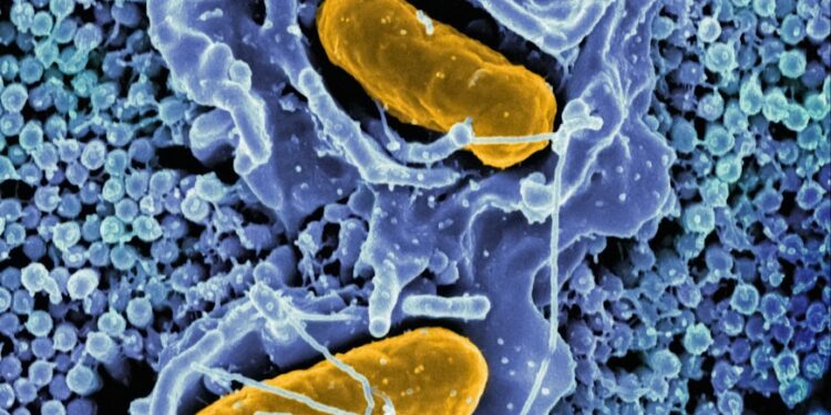 a cell with two yellow cells inside of it