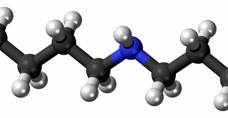 Spermidine : le carburant secret de l’autophagie et de la longévité
