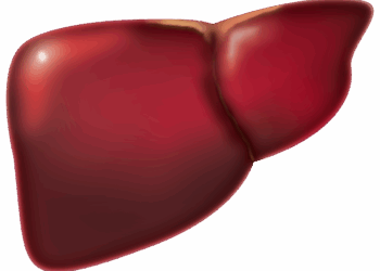 liver, medicine, biology, anatomy, hospital, body, human, liver, liver, liver, liver, liver