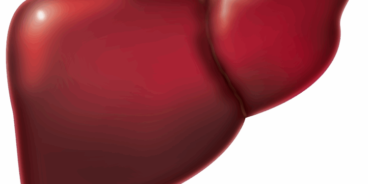 liver, medicine, biology, anatomy, hospital, body, human, liver, liver, liver, liver, liver