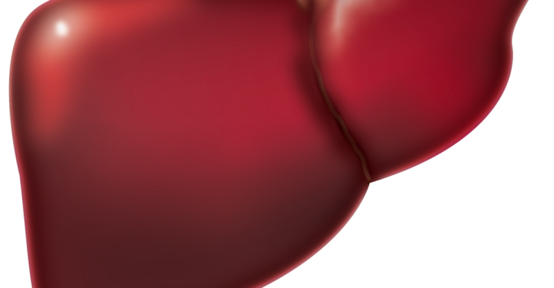 Silymarine : protection et régénération du foie