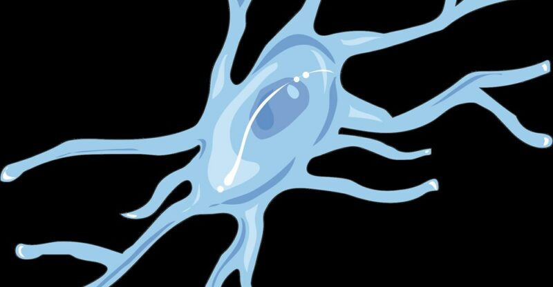Microglies : les gardiennes du cerveau qui peuvent devenir destructrices