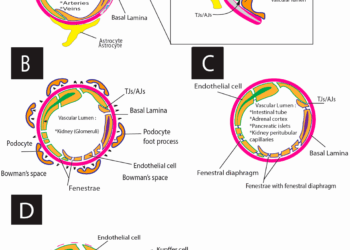 Dysfonction endothéliale : un signal précoce des maladies cardiovasculaires