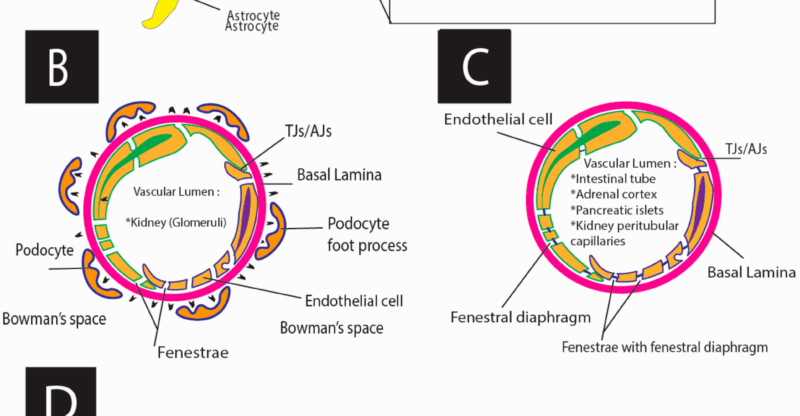 Dysfonction endothéliale : un signal précoce des maladies cardiovasculaires