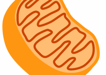 biology, cell organelle, cells, cellular respiration, energy, mitochondria, organelle, science, orange science, orange energy, mitochondria, mitochondria, mitochondria, mitochondria, mitochondria