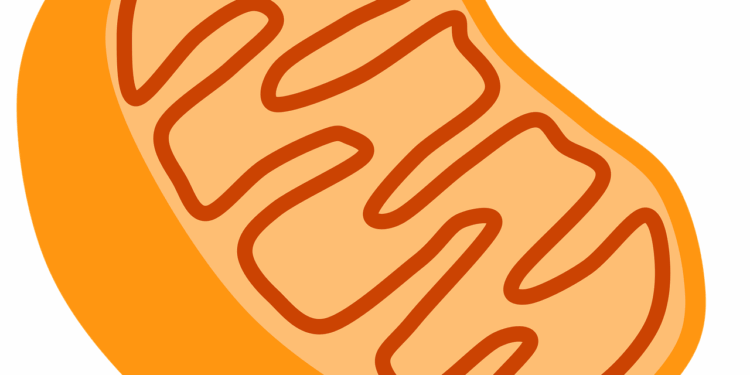 biology, cell organelle, cells, cellular respiration, energy, mitochondria, organelle, science, orange science, orange energy, mitochondria, mitochondria, mitochondria, mitochondria, mitochondria