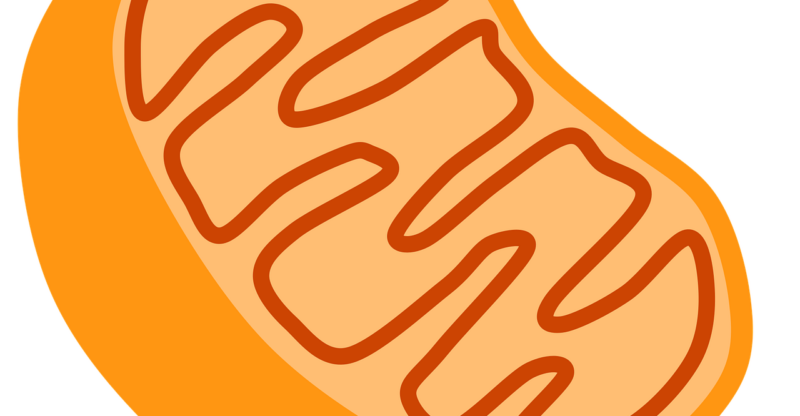 Stress oxydatif mitochondrial et vulnérabilité énergétique cellulaire