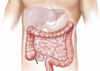 offal, marking, medical, colon, liver, small intestine, belly, human, organs, salivary gland, colon, colon, colon, liver, liver, liver, liver, liver