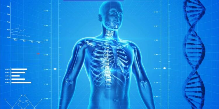 human skeleton, human body, anatomy, x-ray, human bones, skeletal system, healthcare, medicine, dna, helix, rib cage, skeleton, digital art, human body, human body, human body, human body, human body, healthcare, dna