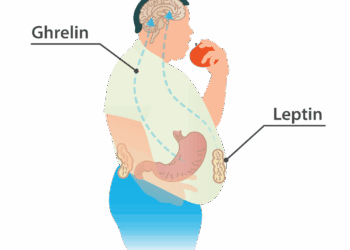 La leptine : l’hormone qui contrôle la faim… et qu’on ignore totalement
