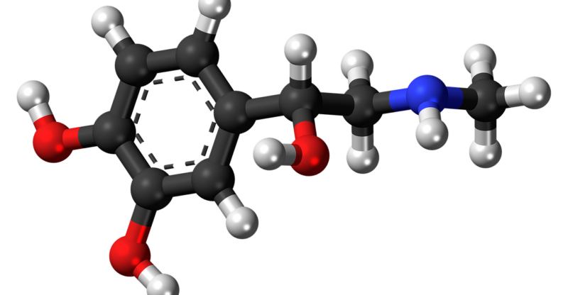 Accumulation de toxines lipophiles et perturbations hormonales et métaboliques