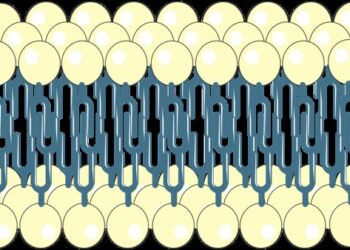 Dysfonction des membranes cellulaires et altération de la signalisation biologique