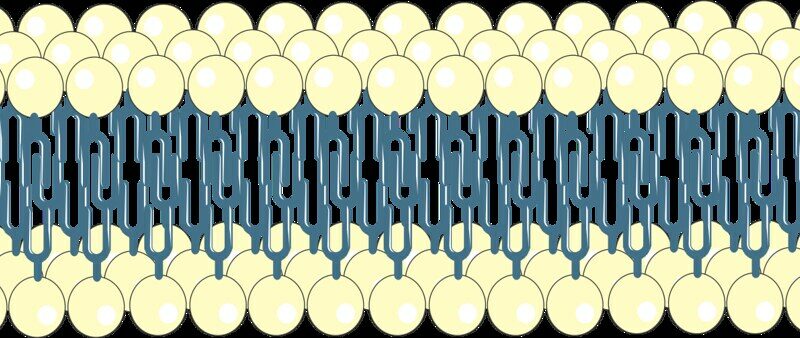 Dysfonction des membranes cellulaires et altération de la signalisation biologique