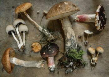flat lay photography of mushrooms