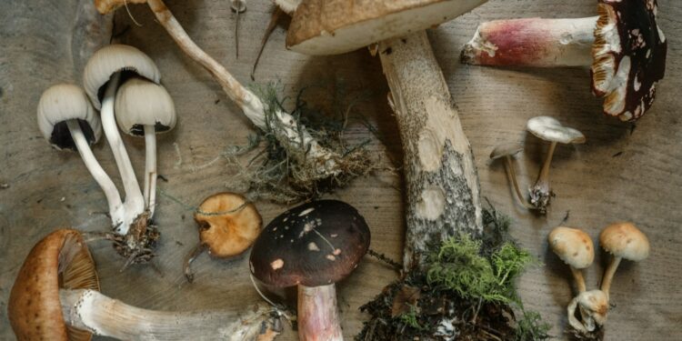 flat lay photography of mushrooms