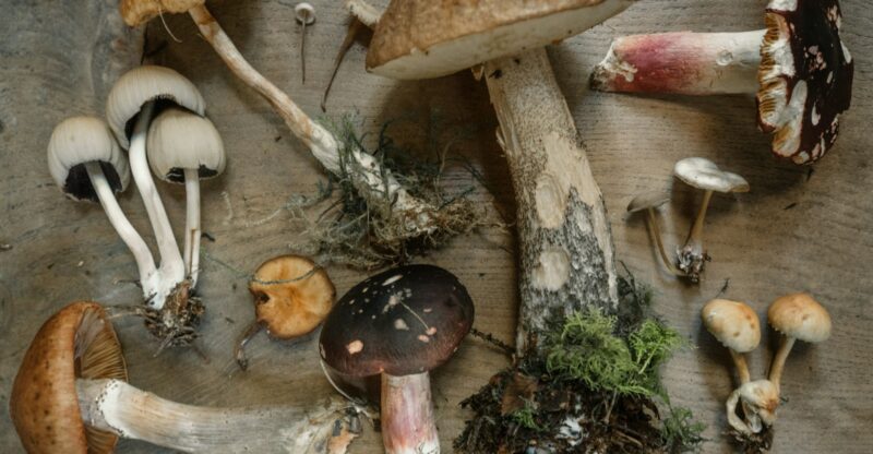 Bêta-glucanes des champignons : stimulation immunitaire naturelle et régulation métabolique