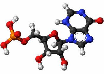Déficit en inosine et perturbation de la récupération cellulaire