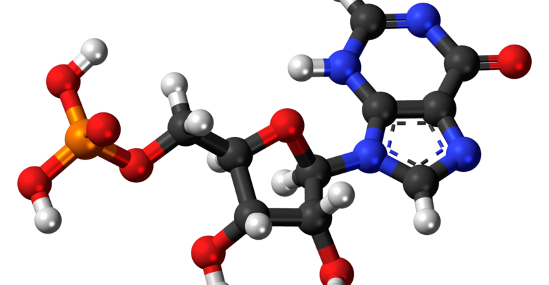 Déficit en inosine et perturbation de la récupération cellulaire
