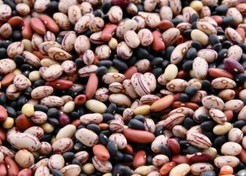 assorted-colored bean lot