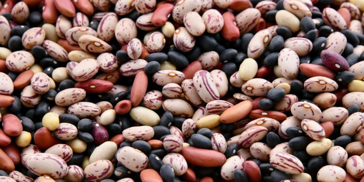 assorted-colored bean lot
