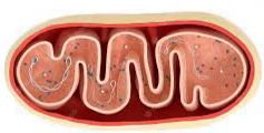 Hypofonction mitochondriale adaptative