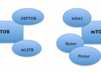 Hyperactivation de mTOR