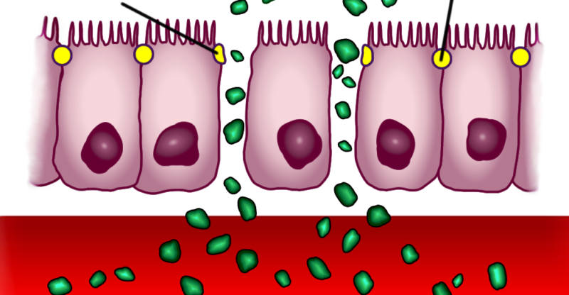 Dysfonction des jonctions serrées intestinales