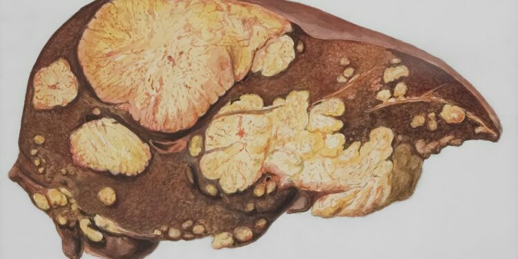 a drawing of a human brain with multiple sections