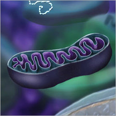 Déficit en acide alpha-lipoïque (ALA)