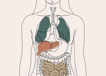 medical, health, healthcare, boho, bohemian, background, drawing, line drawing, body, anatomy, liver, organs, intestines, human body