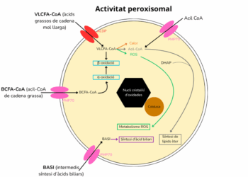 Dysfonction des peroxysomes