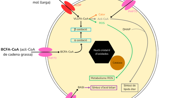 Dysfonction des peroxysomes