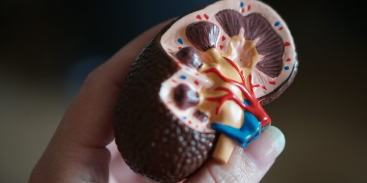 kidney scale model in hand