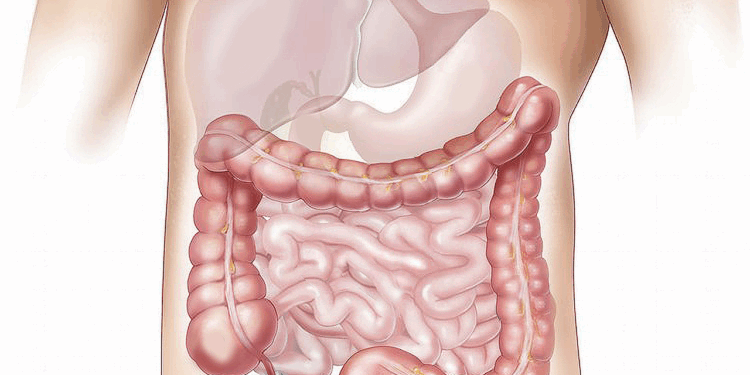 offal, marking, medical, colon, liver, small intestine, belly, human, organs, salivary gland, colon, colon, colon, liver, liver, liver, liver, liver